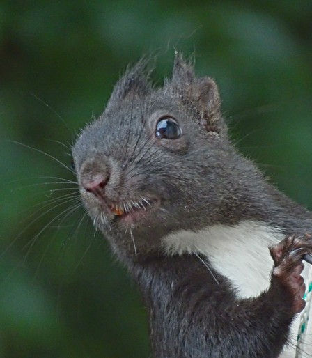 Gut gelauntes dunkles bayerisches Eichhörnchen