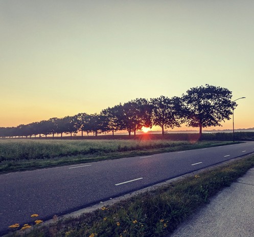 Straße und Radweg in Niederlanden. Durch eine Baumreihe ist die aufgehende Sonne zu sehen.