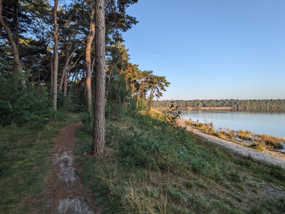 Flowiger Trail durch einen lockeren Pinienwald neben einem See.