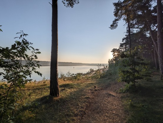 Flowiger Trail durch einen lockeren Pinienwald neben einem See.
Hinter den Bäumen scheint die Morgensonne.