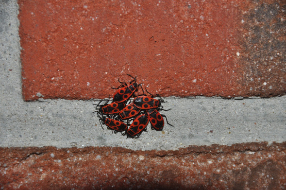 Close up colour foto:

7 firebugs, each about a centimeter long, in a huddle. Theyr fire red backs with black patterns are in stark contrast to the grey of the cement. Huge red bricks show how small the firebugs are.