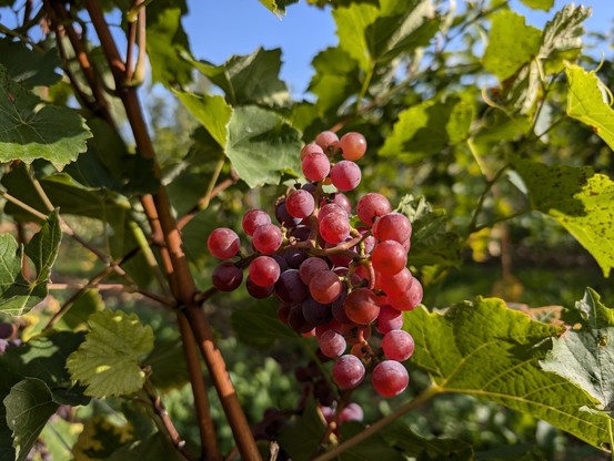 Kurz vor der Traubenernte in Rheinhessen 