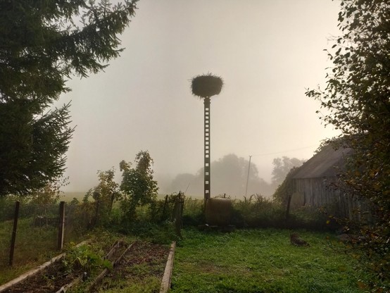 A unmaintained garden, storks nest on a pole framed by trees. Behind, fog and white sky. 