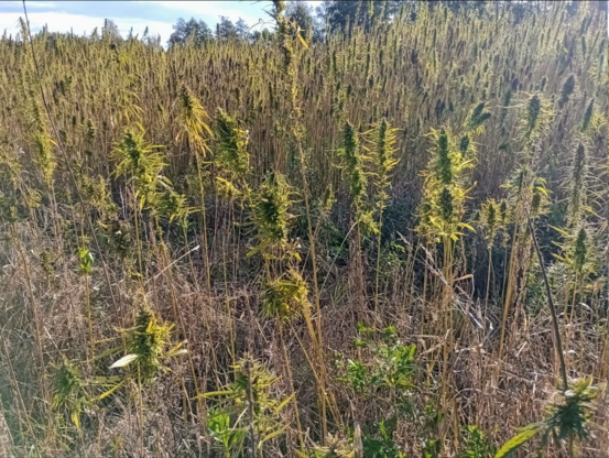 Ein Feld mit dicht stehenden, menschhohen Pflanzen, die ein wenig an Brennesseln erinnern. Ich war zuvor an der Hochschule vorbeigelaufen und hatte dort Experimente mit Fasern gesehen, die sie sich vor die Laborwand gestellt hatten. Deswegen dachte ich zunächst an Brennesseln, weil die im Innern des Stängels eine wunderbare Faser enthalten. Oder an einen Acker mit Ramie, die ähnlich ist aber noch besser. Es war aber doch nur Faserhanf, wie mir Flora incognita bestätigte. Allerdings hab ich noch nie einen Acker gesehen, auf dem die Pflanzen so dicht standen, dass sie tatsächlich unverzweigt nach oben gingen. Ein Bild im seitlichen Licht, durchs Schattenspiel heben sich die einzelnen Pflanzenköpfe gut voneinander ab im sonst recht eintönigen Bild.