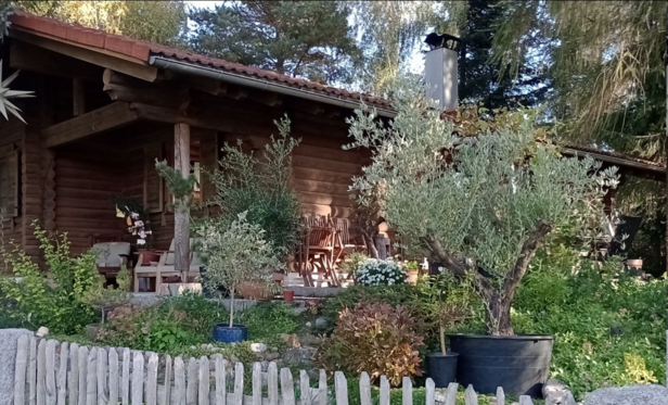 Ein schöner Bungalow auf einem großen Grundstück mit Haus. Überall stehen große Töpfe mit Pflanzen. Am Haus hab ich mich nicht zu fotografieren getraut, aber hier: Eine üppige Olive in einem großen Topf steht auf dem leicht abschüssigen Gelände neben noch anderen verstreut stehenden Töpfen. Der Stamm ist schon knorrig und verzweigt, es sind aber keine Früchte zu sehen. Es ist auch ein eher schattiger Garten, ringsum stehen hohe Kiefern. 