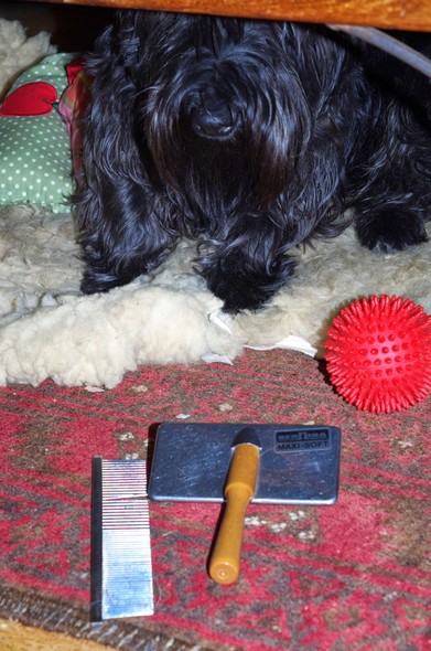 Ein schwarzer langhaariger kleiner Hund sitzt unter einem Tisch auf einem Lammfell. Von dem Hund sieht man nur die Schnauze und die Vorderpfoten. Vor ihm liegen ein Kamm und eine Bürste.