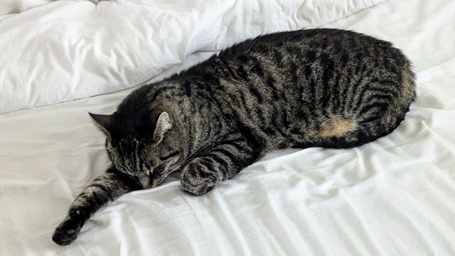 Kater Rocky liegt schlafend auf weißem Bettlaken.