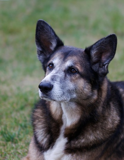 Nahaufnahme eines Schäferhund-Mischlings. Das Bild zeigt den Kopf des Hundes, die Ohren sind aufgerischtet. Die Schnauze des Hundes ist bis zwischen den Augen weiß gezeichnet, von der Kehle bis zur Brust ebenfalls weiß gezeichnet.