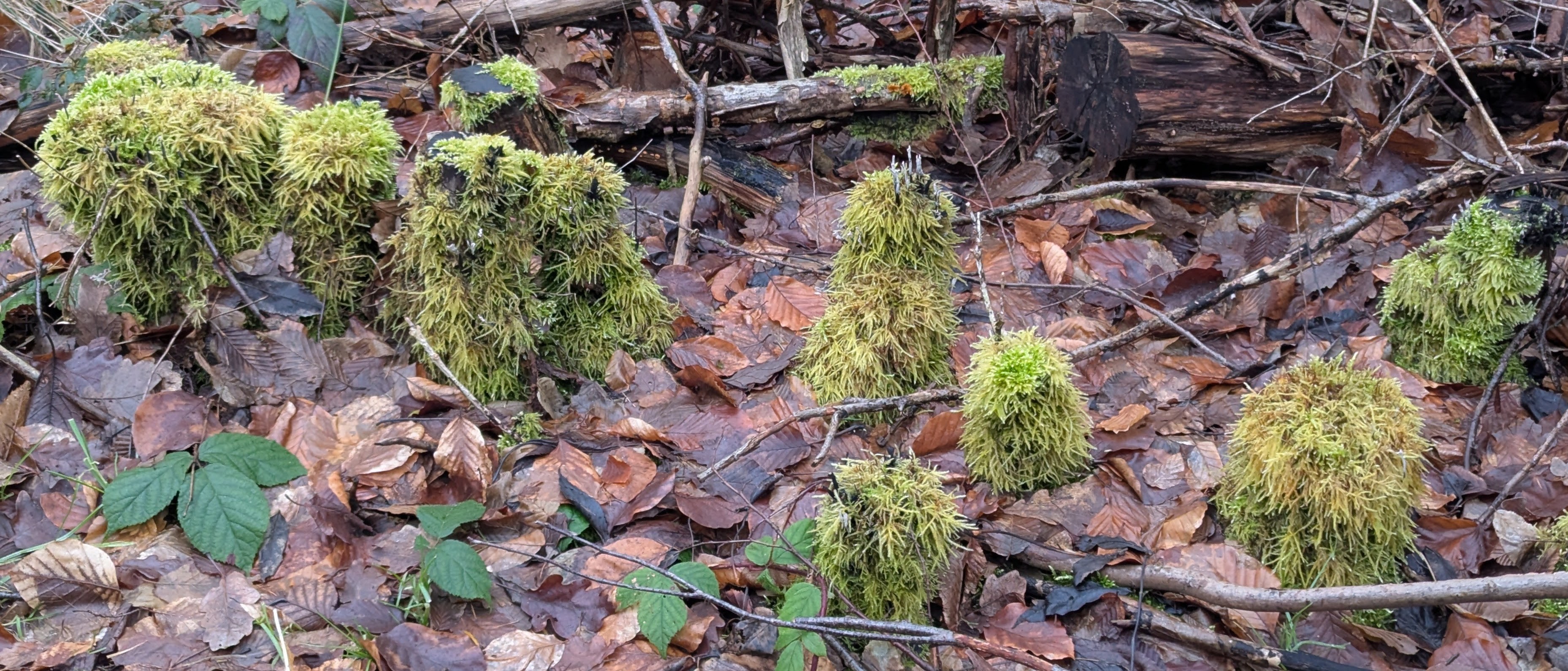 Kleine Moostürmchen im Wald! 