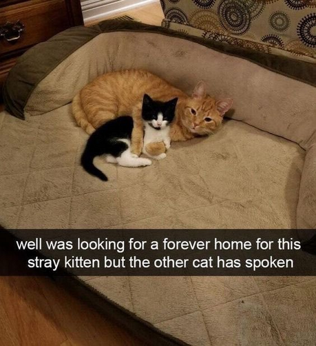 A ginger tomcat has his paw around a small kitten and they are snuggled up together on a sofa