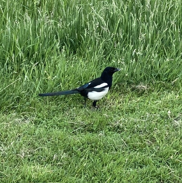 Long-tailed black and white bird in the grass