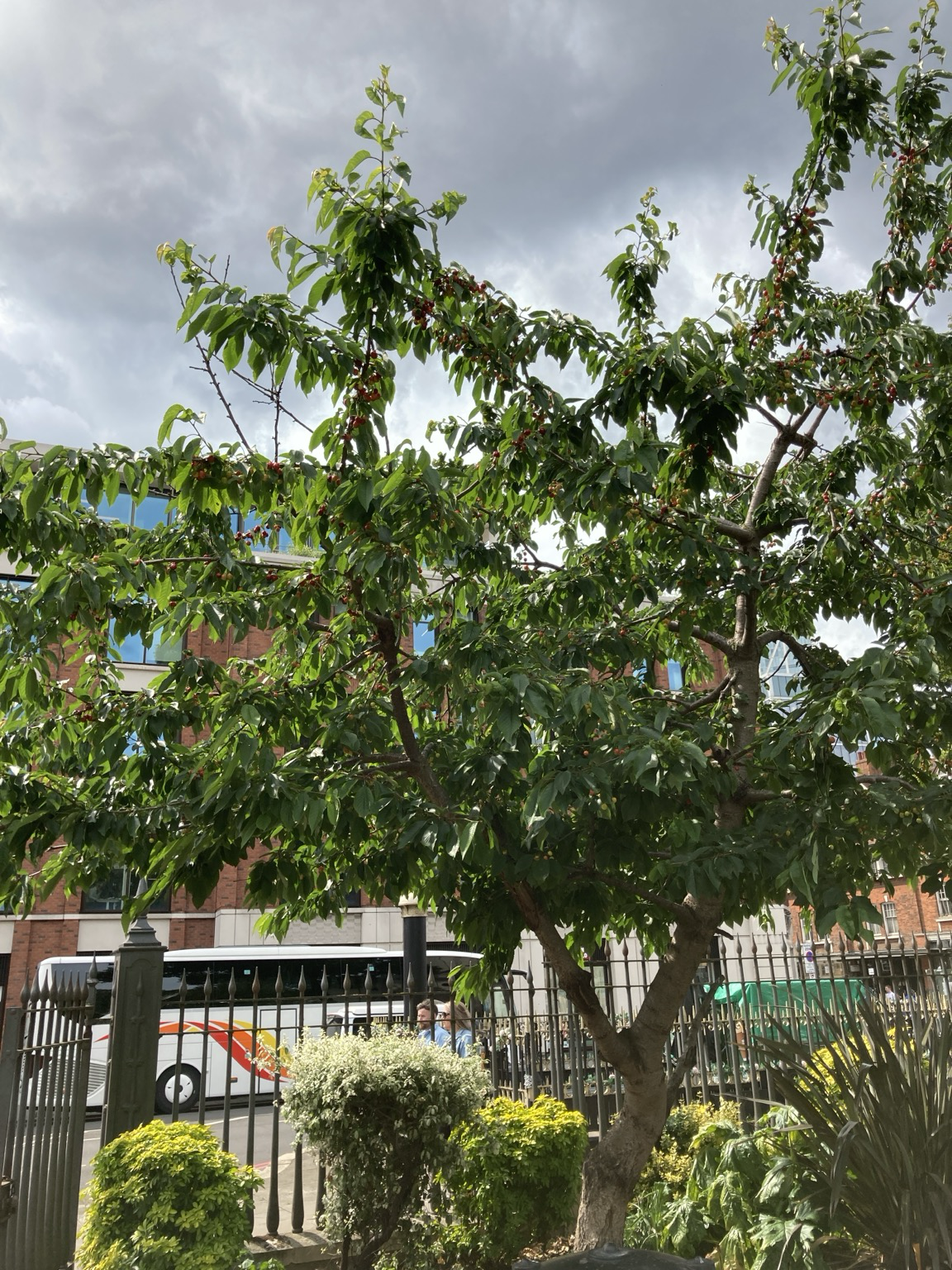 Tree with ripe cherries
