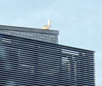 A gull sits on a roof against a pale blue sky
