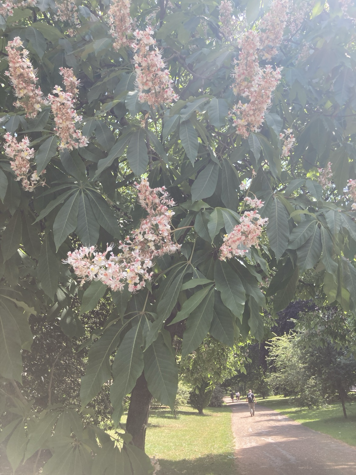 Pink chestnut blossoms and leaves