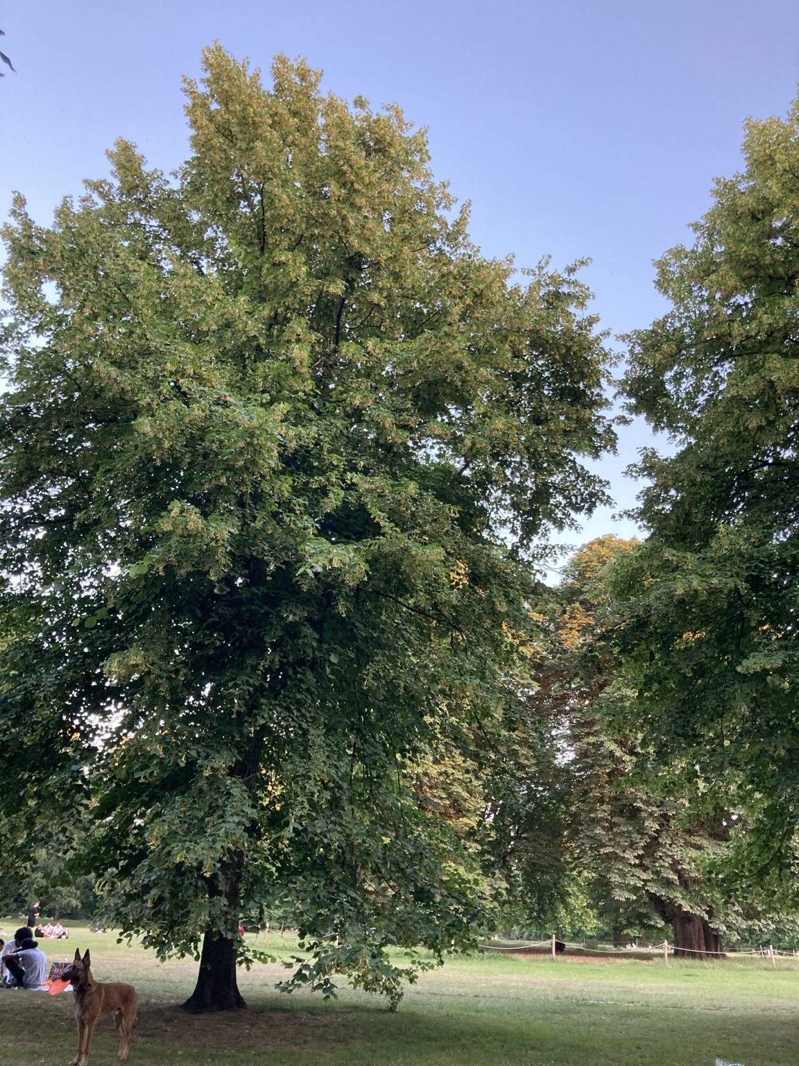 Tall trees, blue sky, wide lawn, scattered people on blankets