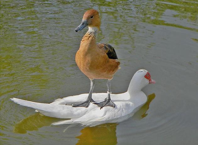 Foto von zwei Enten.
Eine weiße mit rotem Schnabel und Augenmaske schwimmt auf einem Gewässer. Auf ihrem Rücken steht eine braune Ente (oder Gans?) mit schwarzen Flügeln und grauem Schnabel, die sich von der weissen Ente tragen lässt.