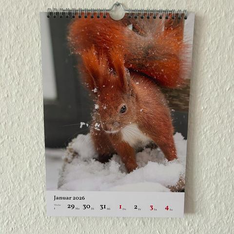 Das Bild zeigt ein Kalenderblatt für Januar 2026. Das Hauptmotiv ist ein rotes Eichhörnchen im Schnee, das mit kleinen Schneeflocken auf seinem Fell bedeckt ist.