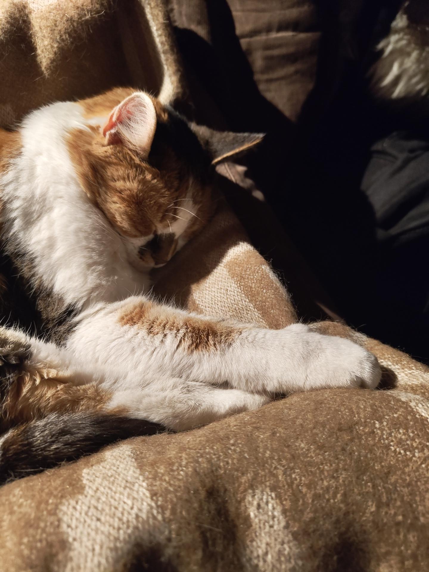 A calico cat laying on a blanket between my feet. She is asleep, eyes closed and seems smiling. Her front paws are at my right foot (which is under the blanket)