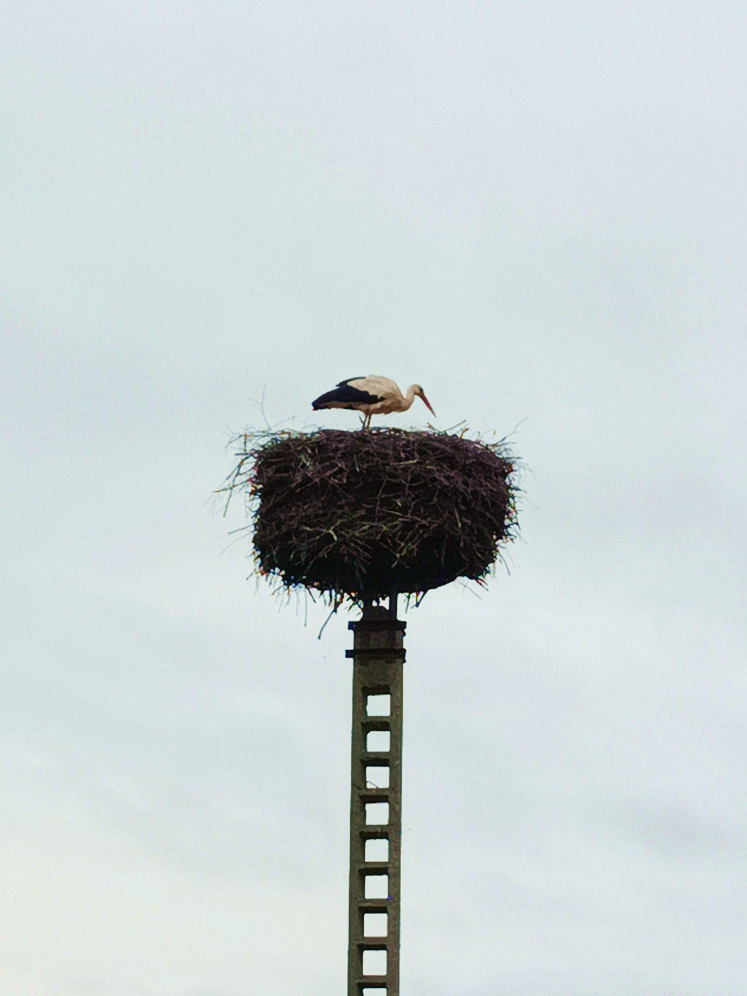 A stork standing in its nest atop a high concrete pole. Its looking around the nest and occasionally tossing clumps of wet grass over the side.