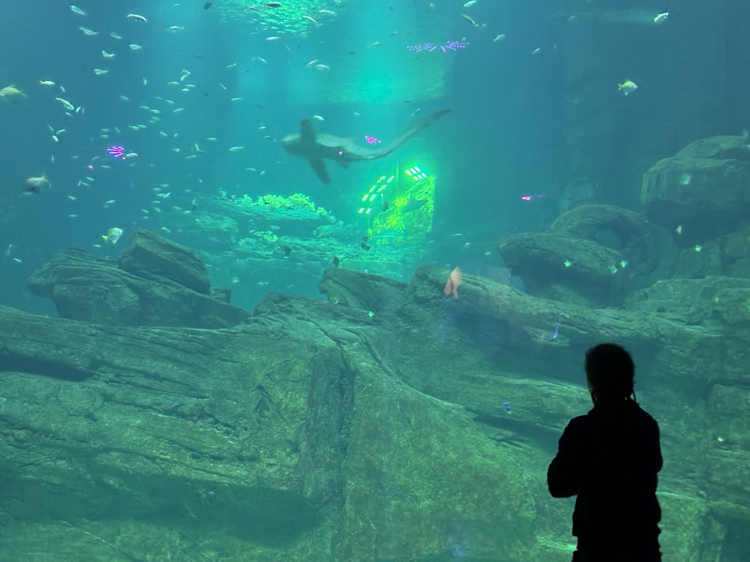 Schatten einer Person vor einem riesigen Aquarium mit Fischen und Haien