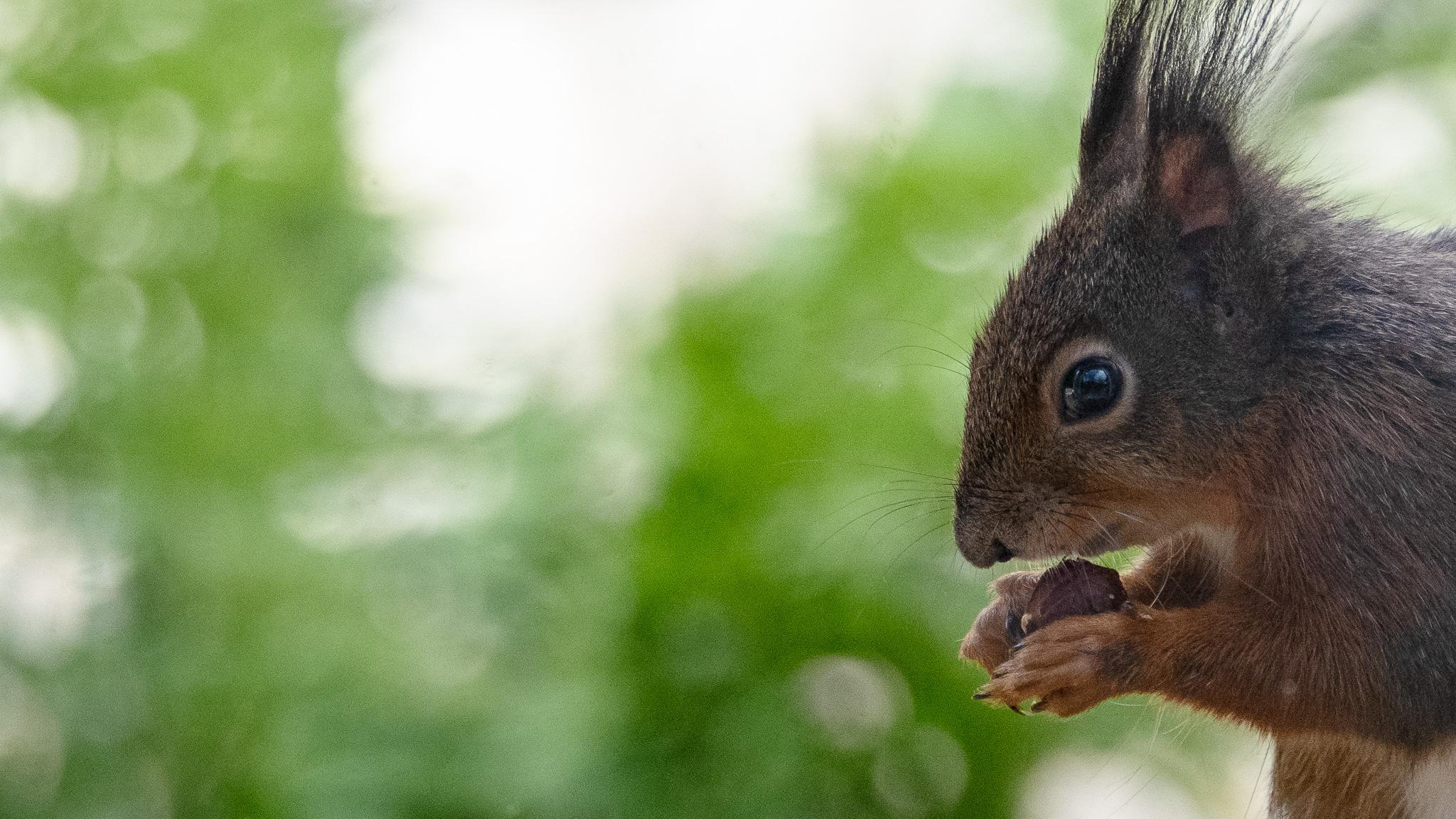 relaxed european red squirrel with haselnut