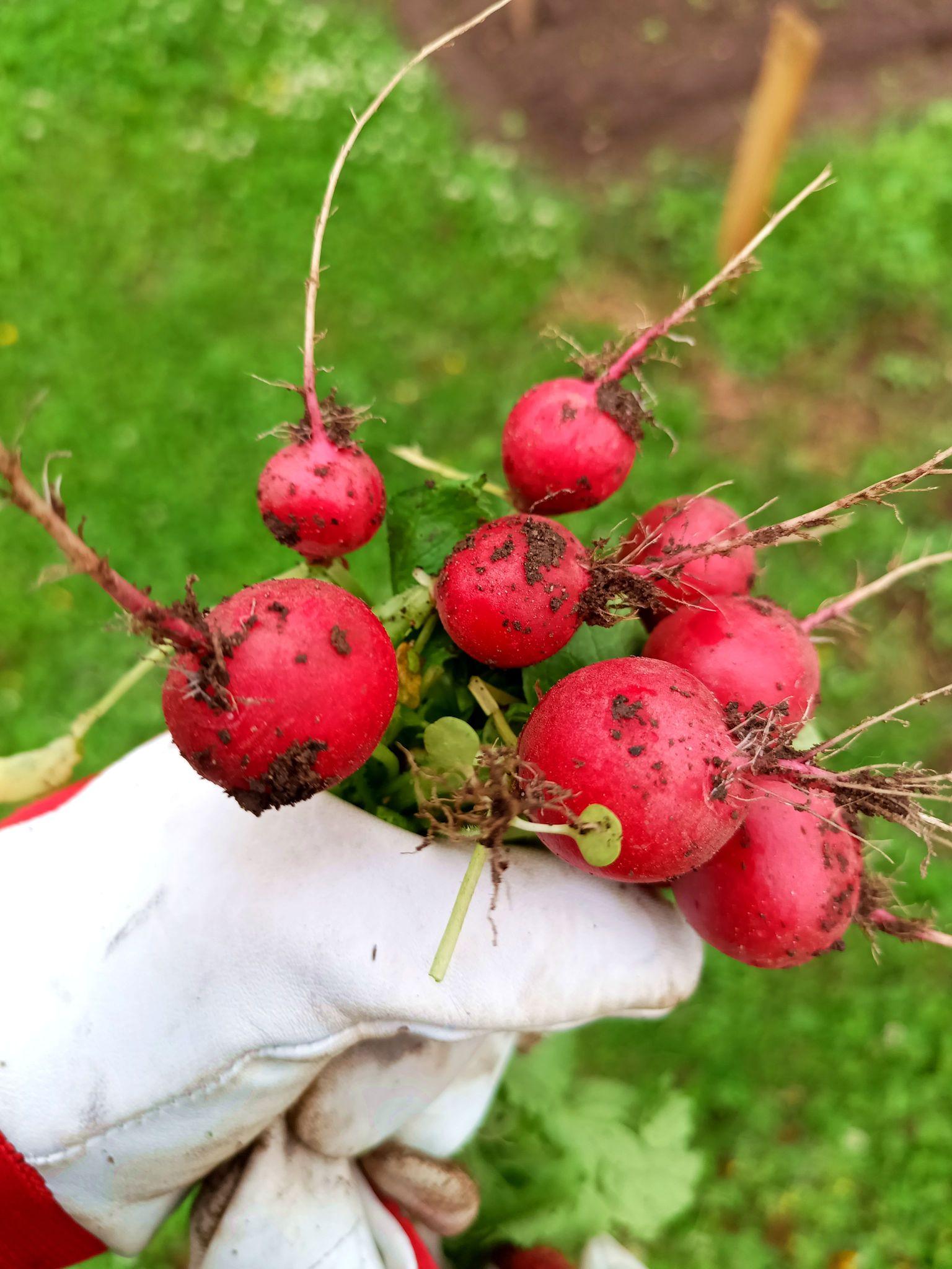 A bundle of radishes with dirt on them held in a gloved hand.