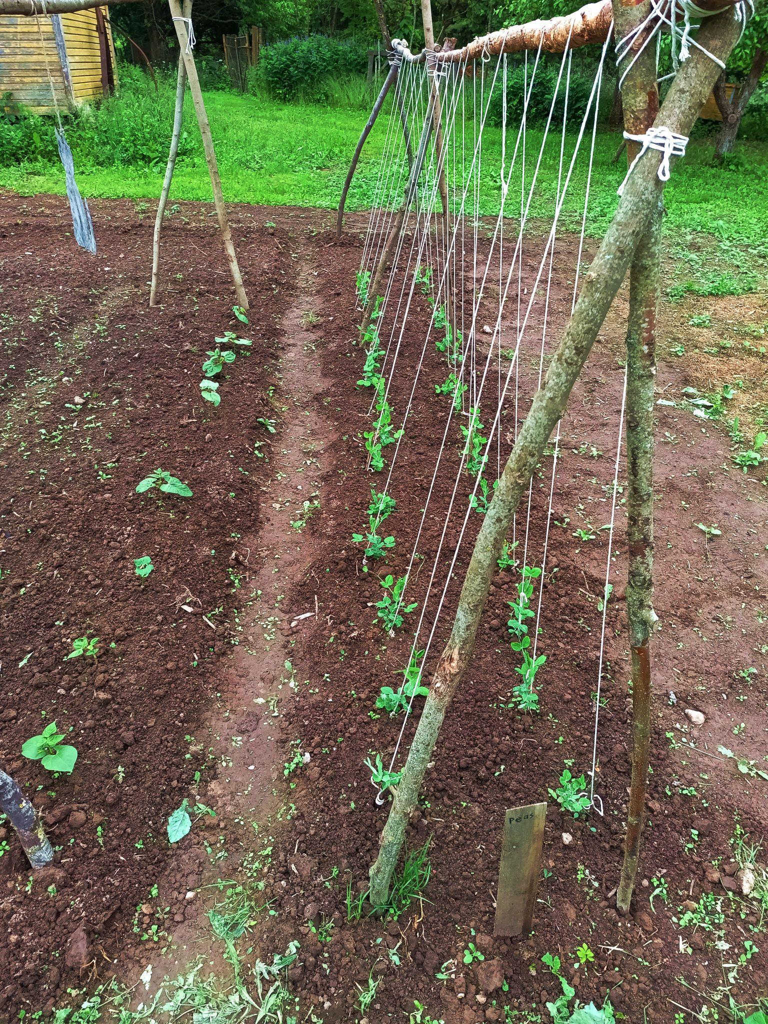 On the left, half a bed of beans. On the right, a bed with two rows of peas that have string going from the ground over a contraption made from big sticks and back down the other half. There's a narrow walkway between the beds.
