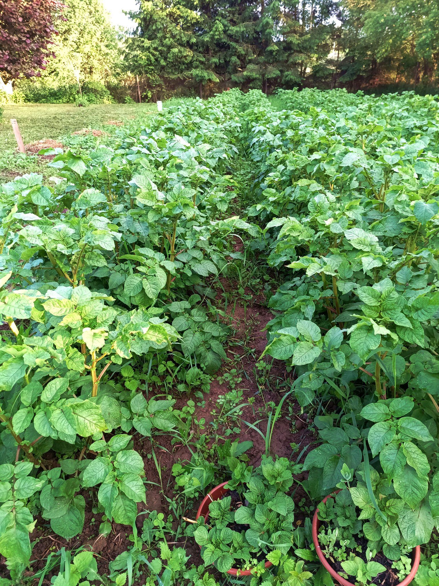 A potato field full of potato plants. They are very happy there, having grown dense, healthy looking foliage and the leaves from different rows are almost touching in the middle. Two plastic pots with backup plants that weren't needed are on the bottom, stunted in growth by lack of space.