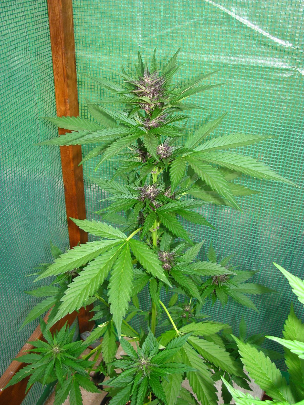 Eine unserer Cannabis-Pflanzen im Foliengewächshaus, das ei geeignetem Wetter natürlich immer weit geöffnet bleibt.