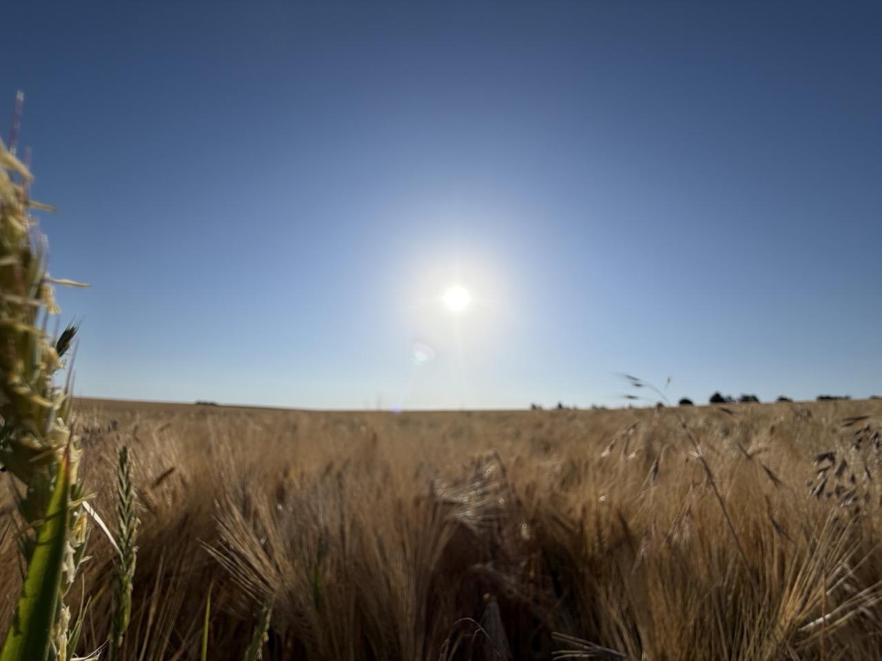 Goldenes Getreide reicht bis zum Horizont unter einem wolkenlosen, tiefblauen Himmel. Die hochstehende Sonne taucht das Feld in warmes Licht und verleiht der schlichten Landschaft eine ruhige, sommerliche Atmosphäre.