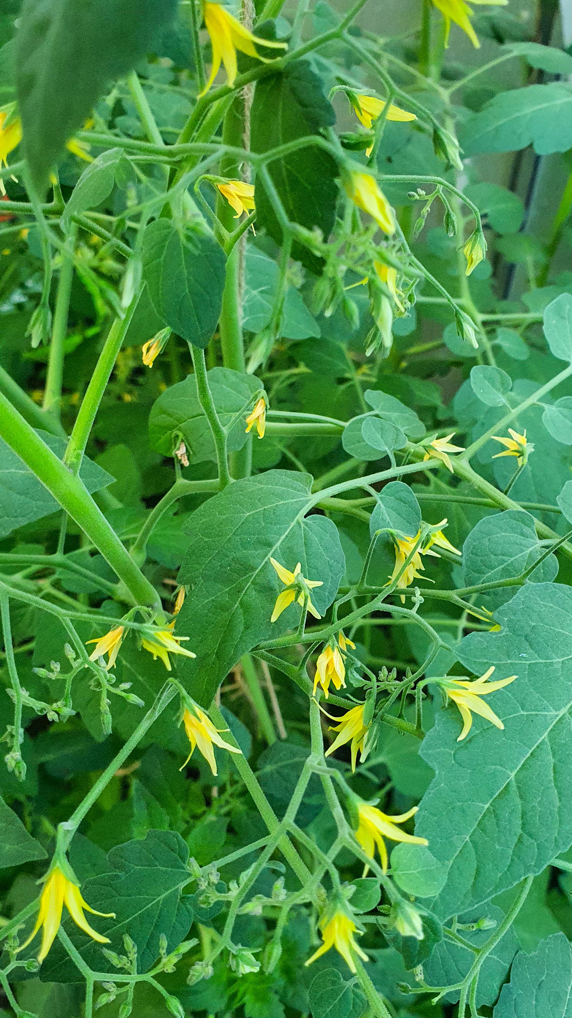Gelbe Tomatenblüten, fächerförmig angeordnet