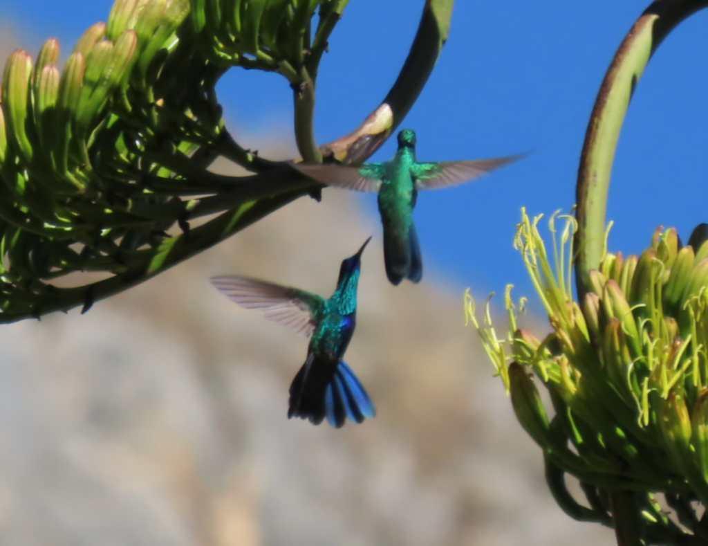 Zwei Kolibris stehen im Flug bei einer Blüte