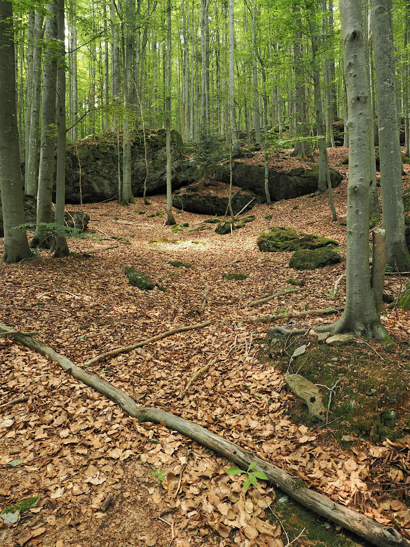 Ein Laubwald im Sommer mit einigen Felsen zwischen den Bäumen.