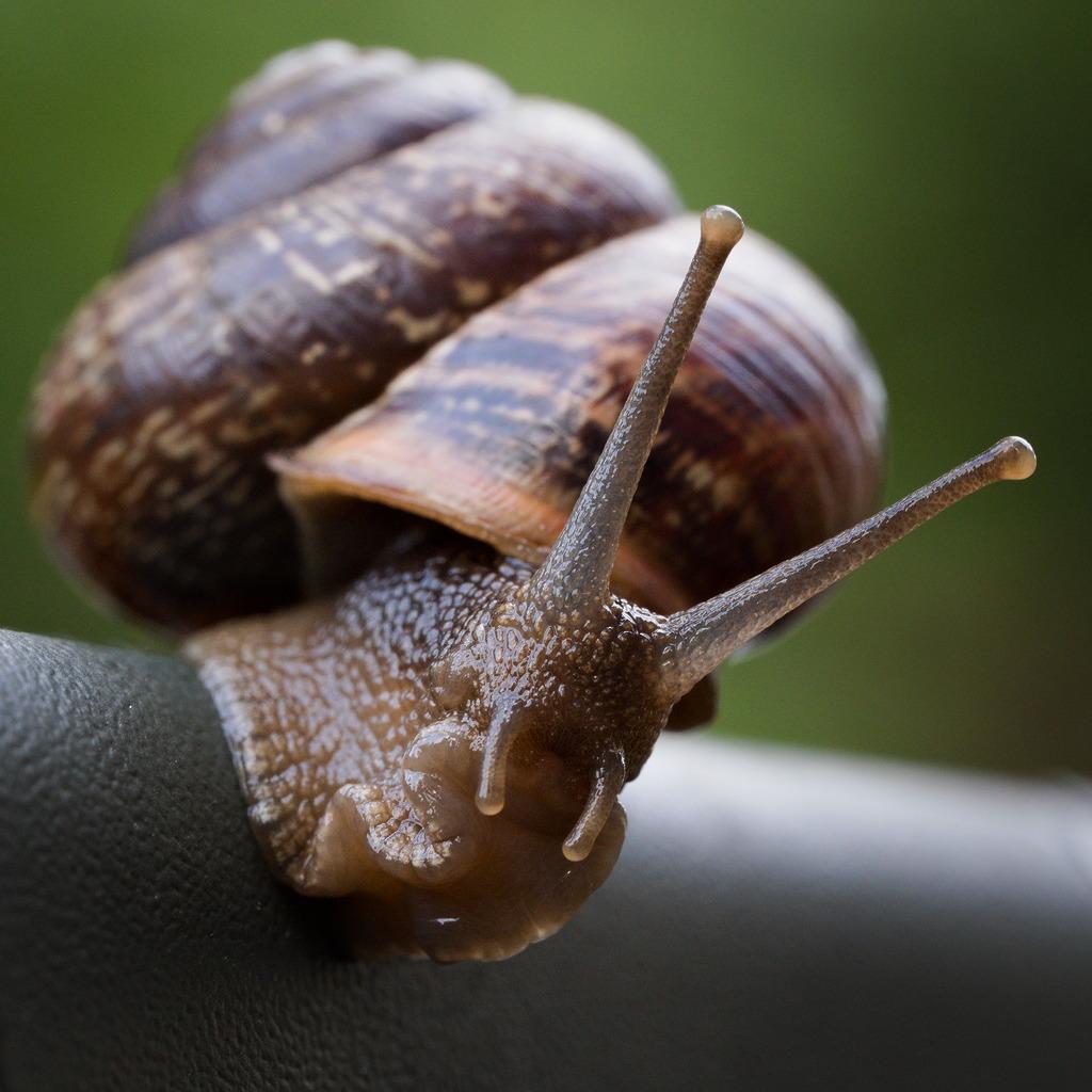 eine Schnecke mit bräunlich gepunkteten Haus macht lange Stielaugen und sitzt auf der abgerundeten Dachkante.