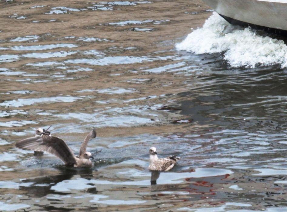 auf dem Wasser mit ein paar Wellen sitzen drei junge Möwen, eine hat bereits die Flügel ausgebreitet, um abzuheben, denn von oben rechts kann man die Bugwelle eines Schiffes sehen, welches in Richtung der schwimmenden Möwen fährt.