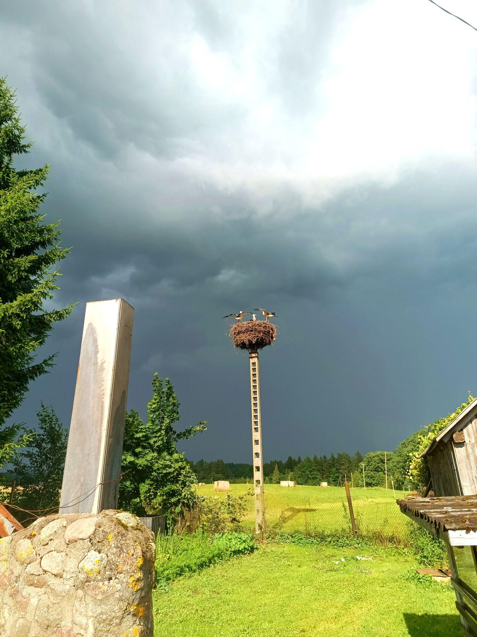 A garden in the bright sun with a very dark cloud arriving from the meadow. On top of a concrete pylon, three young storks are in a nest, two spreading their wings with the third standing up between. All three are facing the approaching weather system.
