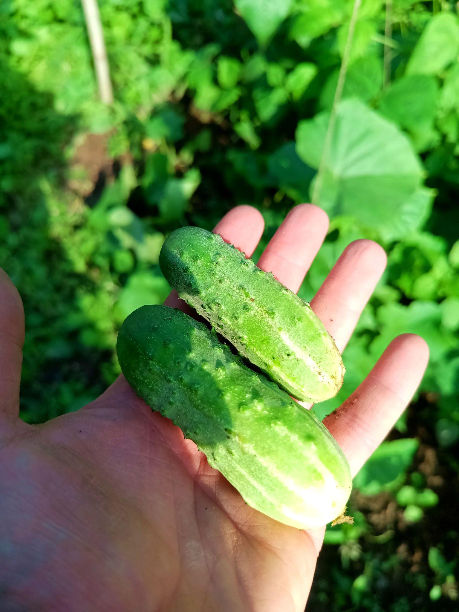 Two spiky cucumbers held in a hand in front of a thriving cucumber plant.