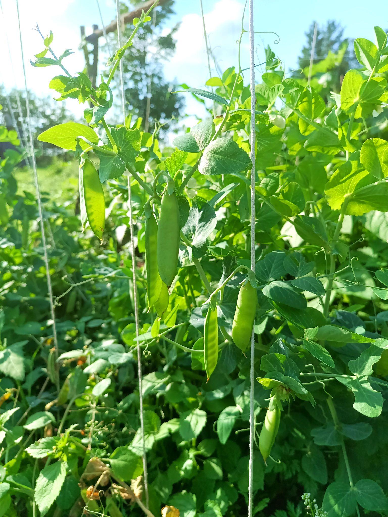 A thick pea and string jungle with many pods dangling everywhere.
