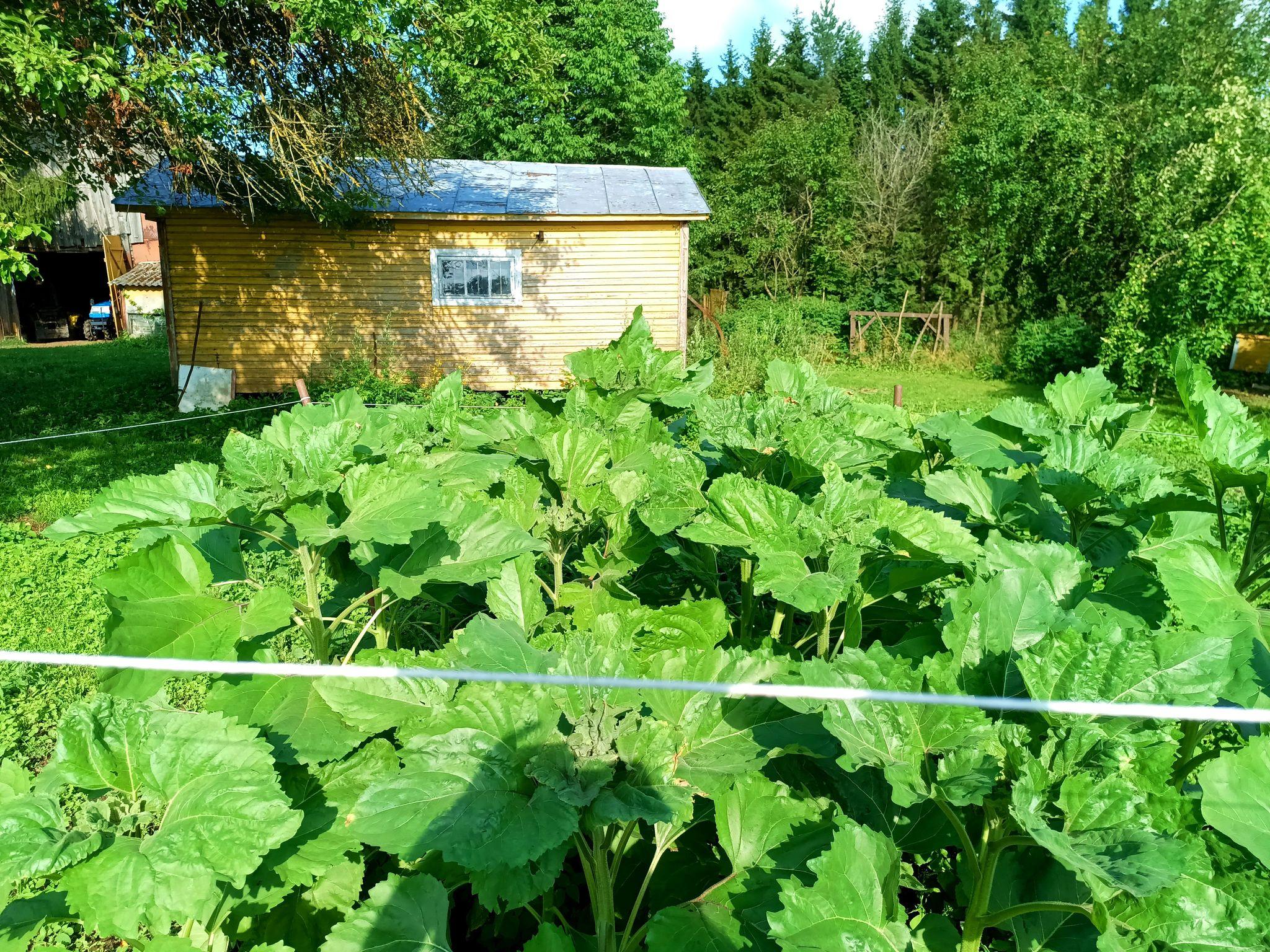 Sunflower patch, the plants have reached chest height but no flowers yet.