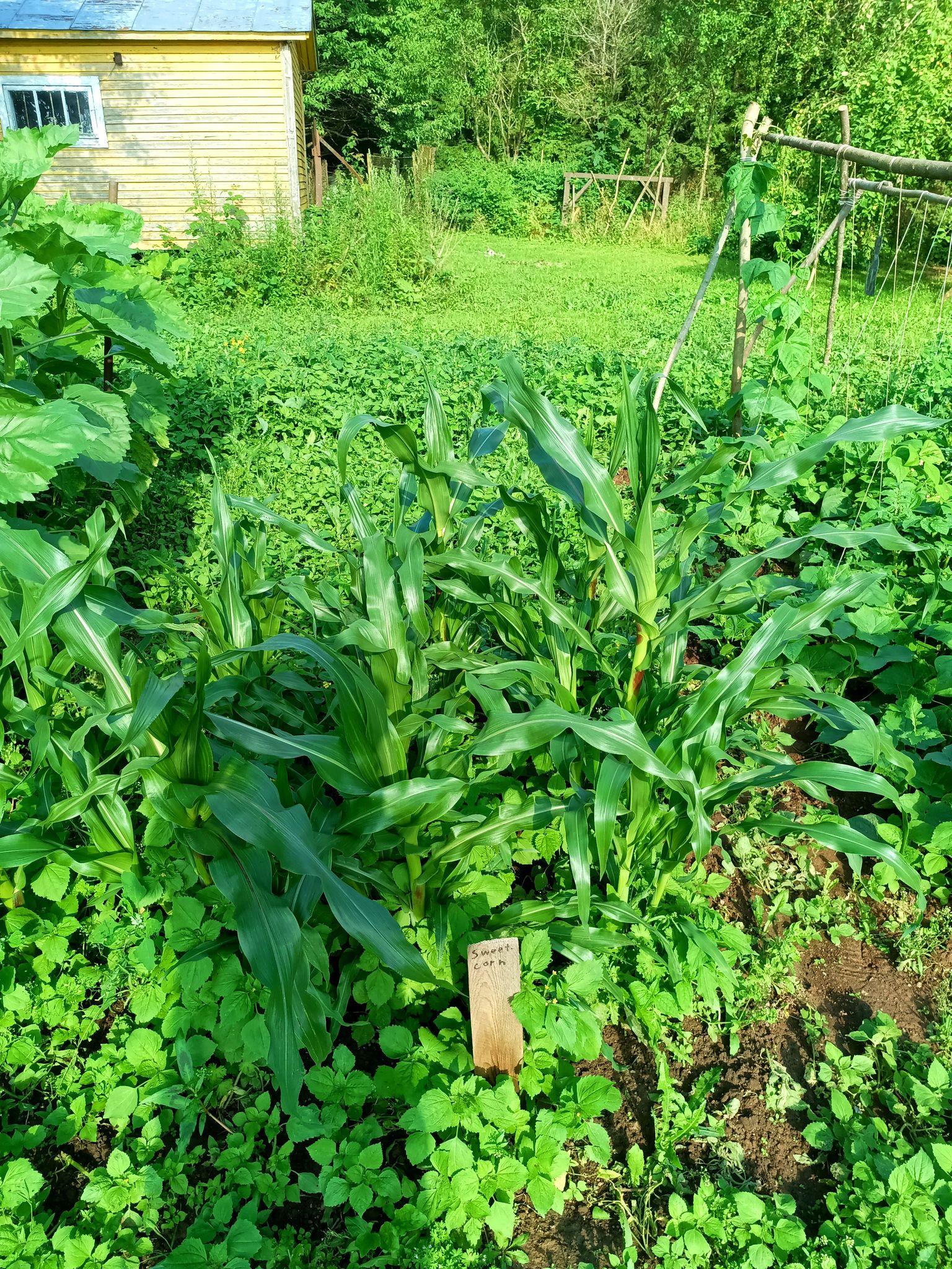 Sweetcorn. The plants are lush and green but one has several large brown patches on the stalk.
