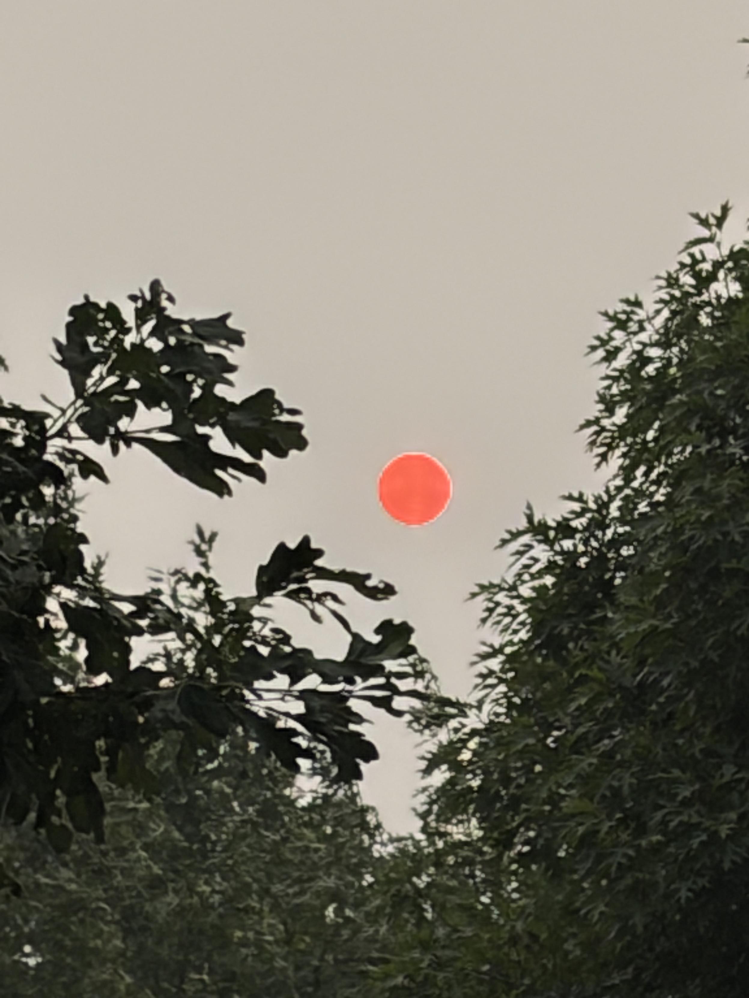 The sun between two trees,  right orange because of all of the smoke.