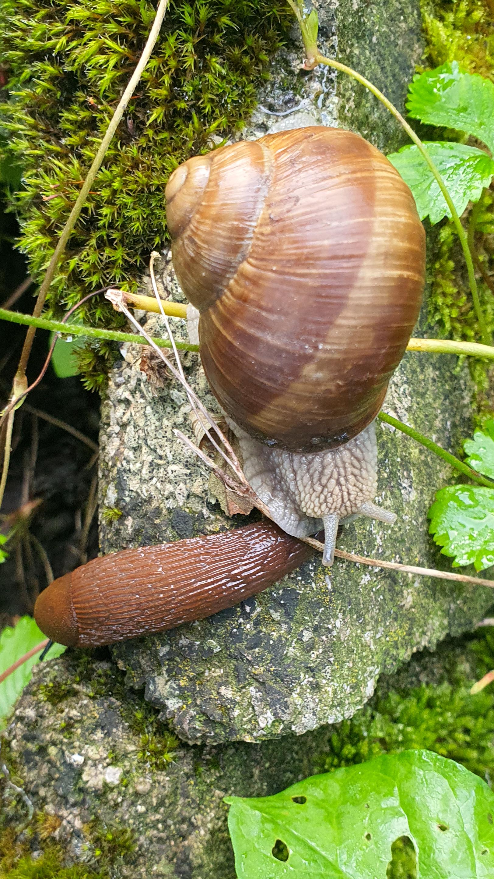 Weinbergschnecke Frist an oder klettert über Nacktschnecke