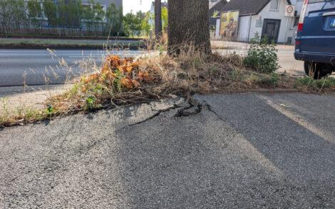 Bild aus der ca. 50 Zentimeter Höhe über einen Radweg, welcher einen sehr hohen "Buckel" aufgrund eines Wurzelaufbruchs zeigt. Oben auf dem Buckel ist der Asphalt großflächig geplatzt und liegt in losen Brocken herum.