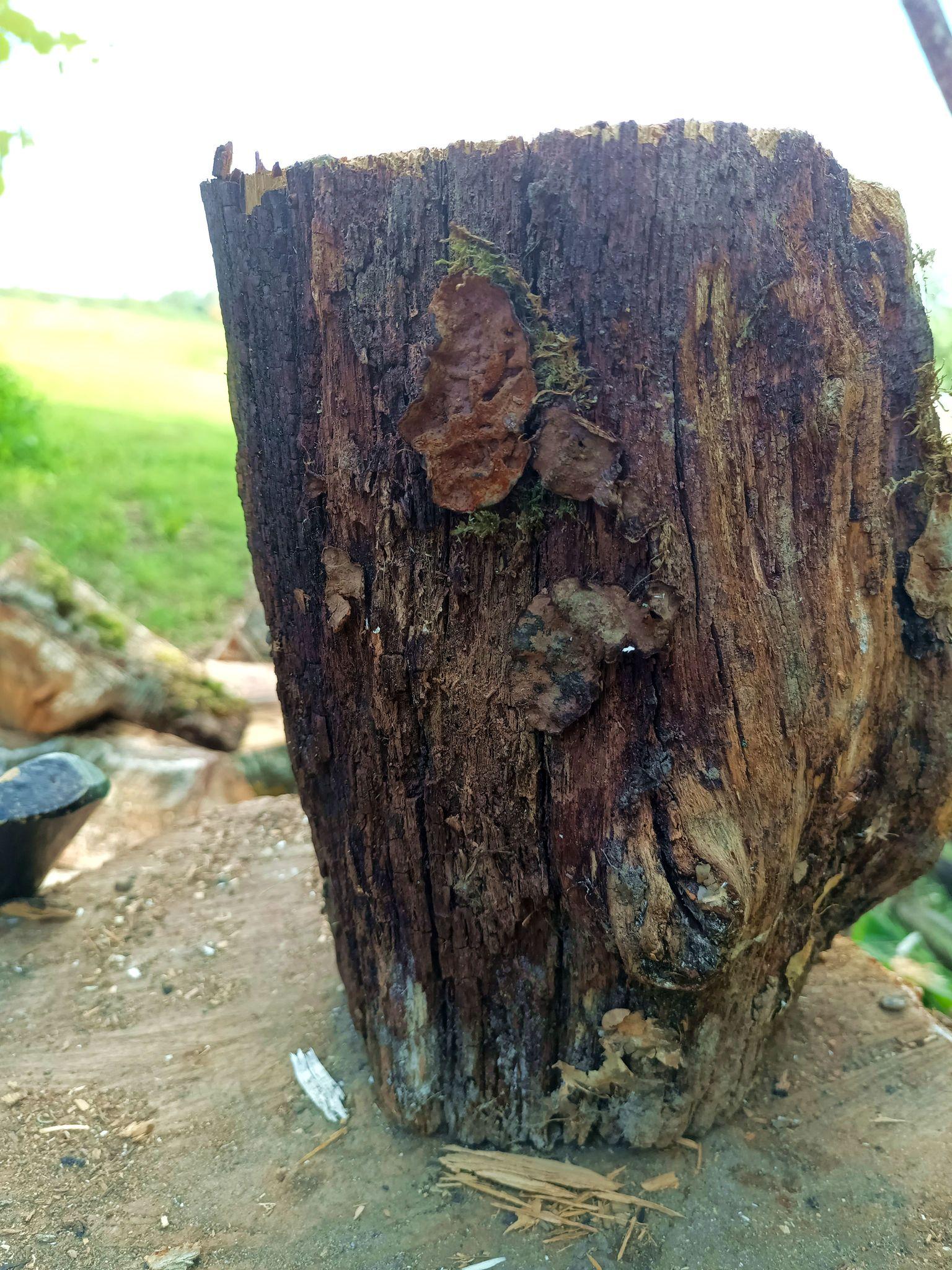 Outside of a short oak log section. There's lichen, moss, part of a mushroom and the wood is rough and fissured and crumbling away.