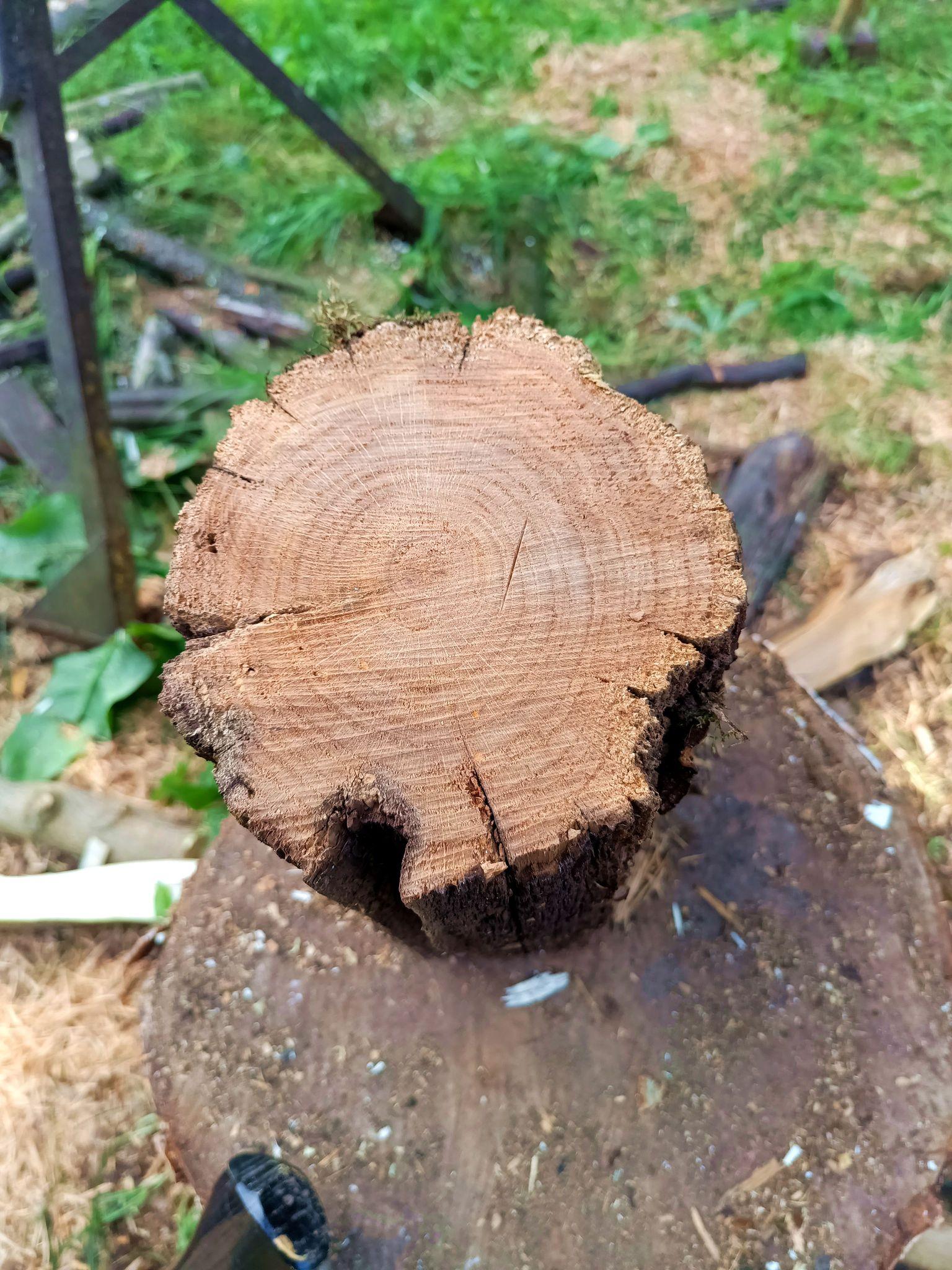 Top view of the same log where it's been cut. The cross section has fissures but they don't go all the way through the core and there's some spongy wood nearer the outside but the inside is still strong.