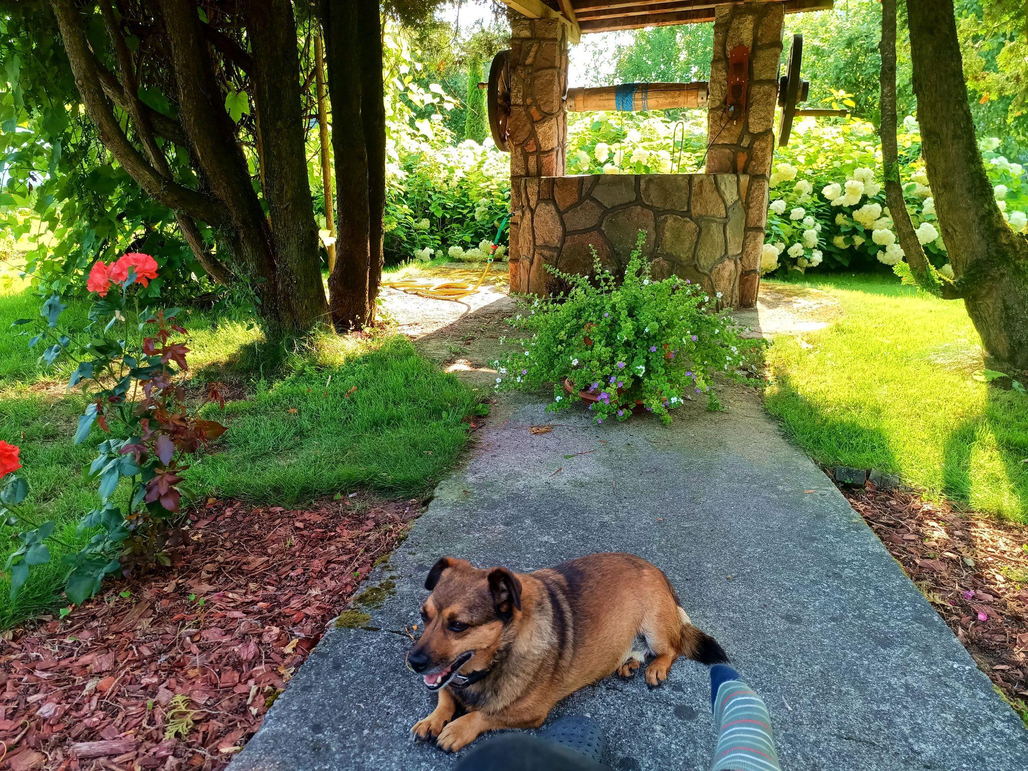 A small brown mutt is resting on cool concrete in the shade of two big trees framing a well with decorative stone cladding. The sun shines brightly behind the trees but the dog is well protected from it. A socked foot implies a human sitting where the camera is.