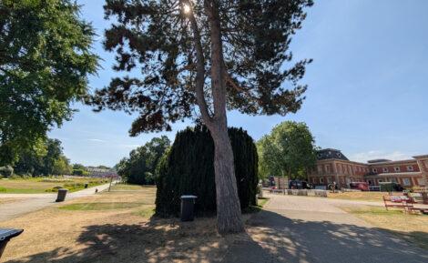 Ein Baum in einem Park wirft einen Schatten auf den Weg durch einen Park. Der Rasen rings herum sieht gelb und vertrocknet aus.