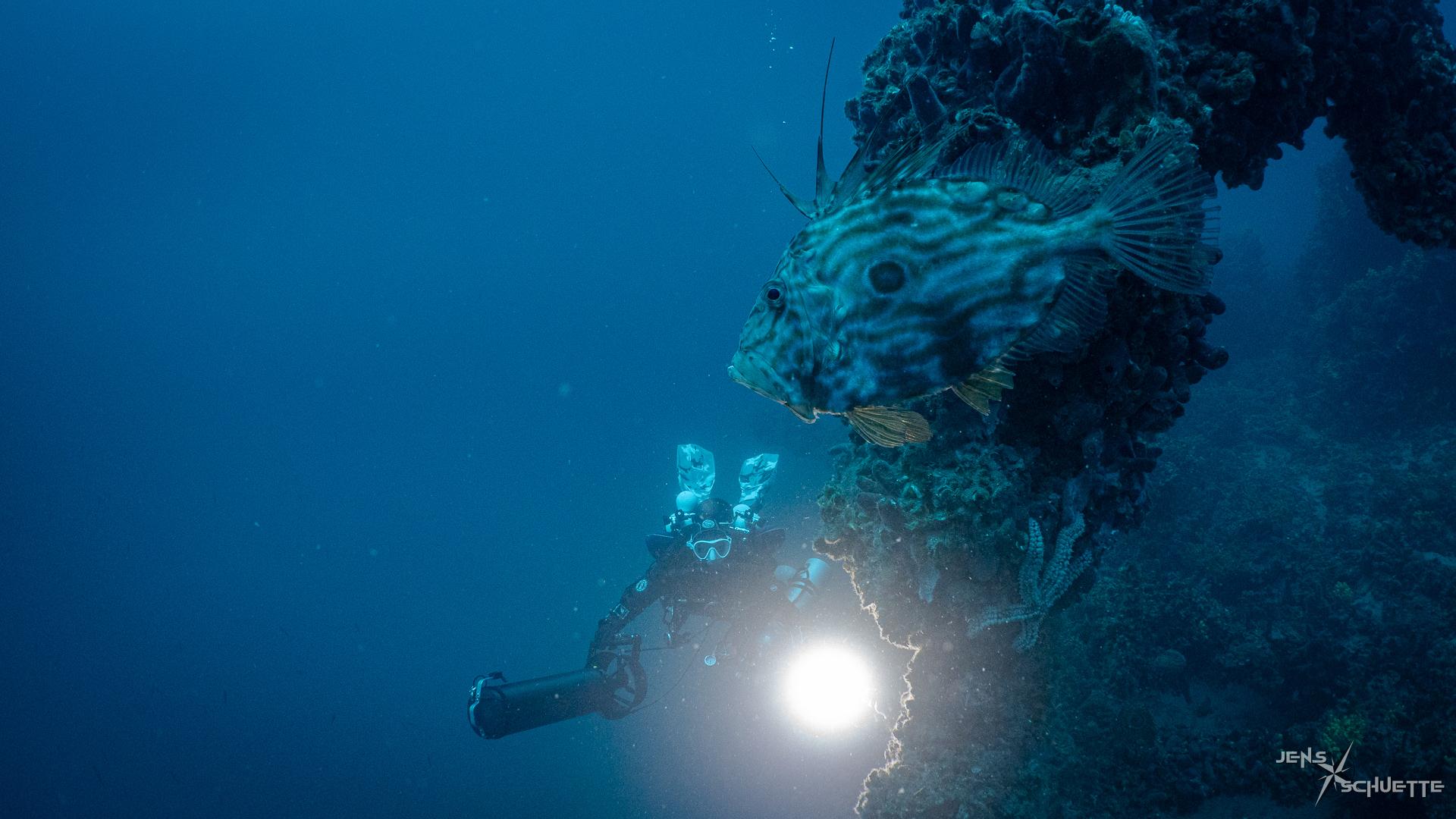 Diver looking at a John Dory fish.