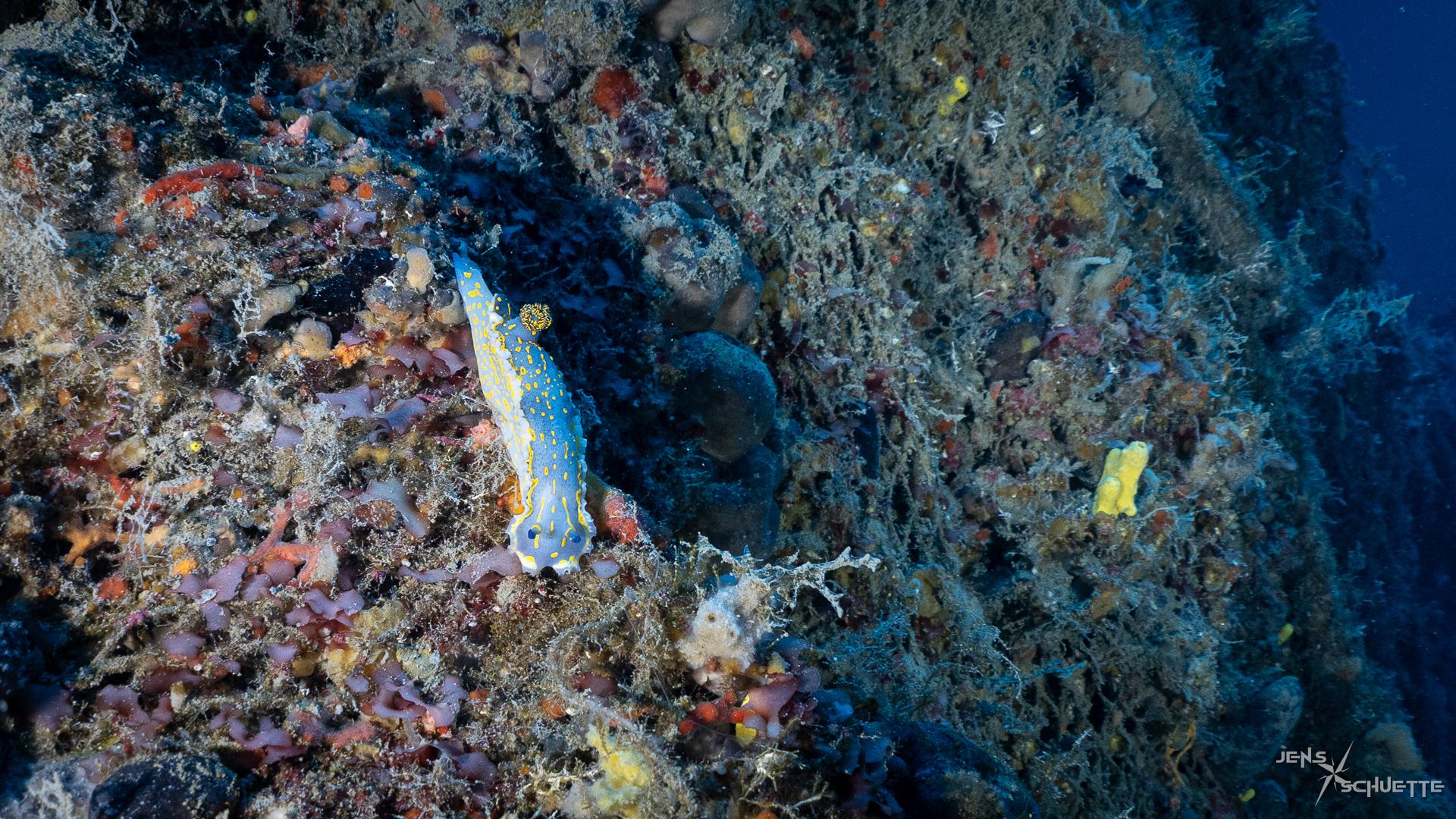 Nudibranch