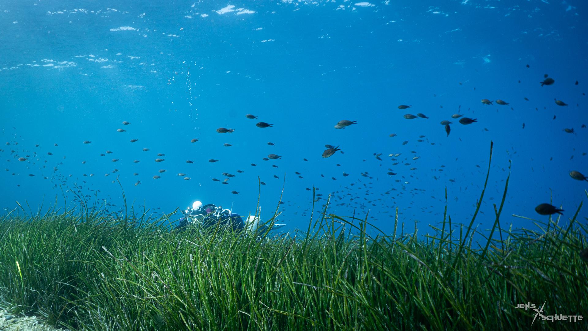 Scuba diver hding in sea grass